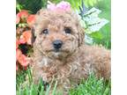 Mutt Puppy for sale in New Haven, IN, USA