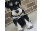 Schnauzer (Miniature) Puppy for sale in New Haven, IN, USA