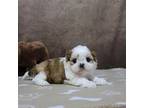 Shih Tzu Puppy for sale in Shipshewana, IN, USA