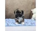 Shih Tzu Puppy for sale in Shipshewana, IN, USA