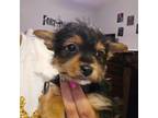 Yorkshire Terrier Puppy for sale in Caney, KS, USA