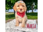 Goldendoodle Puppy for sale in Columbia City, IN, USA