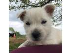 West Highland White Terrier Puppy for sale in Alma, AR, USA