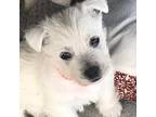 West Highland White Terrier Puppy for sale in Alma, AR, USA