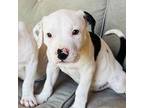 Olde Bulldog Puppy for sale in Naples, FL, USA