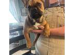 French Bulldog Puppy for sale in Wytheville, VA, USA
