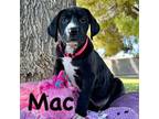 Great Dane Puppy for sale in Glendale, AZ, USA