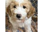 Mutt Puppy for sale in Baltimore, MD, USA
