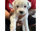 Maltese Puppy for sale in Duluth, GA, USA