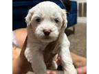 Maltese Puppy for sale in Duluth, GA, USA