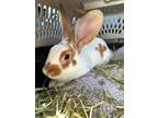 Adopt Milo Finnegan a Belgian Hare, Bunny Rabbit