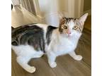 Adopt Cupcake a Domestic Short Hair