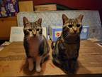 Adopt Miso & Soy Sauce a Domestic Short Hair