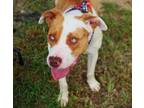 Adopt Ali a Catahoula Leopard Dog, Pit Bull Terrier