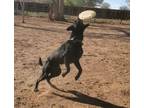 Adopt Bert a Black Labrador Retriever