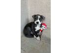 Adopt Bixby a American Staffordshire Terrier