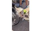 Adopt Axel a Cairn Terrier