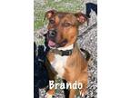 Adopt Brando a Mixed Breed