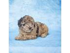 Poodle (Toy) Puppy for sale in Gulfport, MS, USA