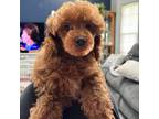 Poodle (Toy) Puppy for sale in Portland, OR, USA