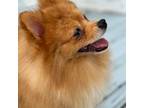 Pomeranian Puppy for sale in Zionville, NC, USA