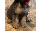 Mutt Puppy for sale in Rogers City, MI, USA