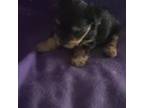 Yorkshire Terrier Puppy for sale in Pahrump, NV, USA