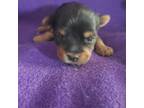 Yorkshire Terrier Puppy for sale in Pahrump, NV, USA