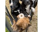American Pit Bull Terrier Puppy for sale in Atlanta, GA, USA