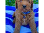 Cavapoo Puppy for sale in Butler, OH, USA