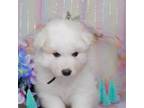 Samoyed Puppy for sale in Miami, FL, USA