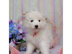 Samoyed Puppy for sale in Miami, FL, USA