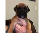 Boxer Puppy for sale in Asheboro, NC, USA