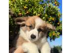 Pembroke Welsh Corgi Puppy for sale in Chino Hills, CA, USA