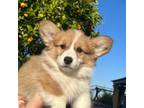 Pembroke Welsh Corgi Puppy for sale in Chino Hills, CA, USA