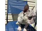 French Bulldog Puppy for sale in Darlington, SC, USA