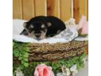 Mutt Puppy for sale in Trenton, MO, USA