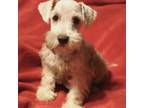 Schnauzer (Miniature) Puppy for sale in Robertsdale, AL, USA