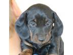Dachshund Puppy for sale in East Dublin, GA, USA