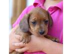 Dachshund Puppy for sale in East Dublin, GA, USA