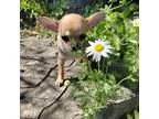 Chihuahua Puppy for sale in Fenton, MI, USA