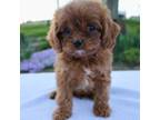 Cavapoo Puppy for sale in Dundee, OH, USA