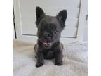 French Bulldog Puppy for sale in Camdenton, MO, USA