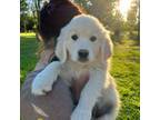 Golden Retriever Puppy for sale in Yanceyville, NC, USA