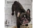 French Bulldog Puppy for sale in Dunkirk, MD, USA