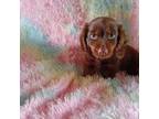 Dachshund Puppy for sale in Staunton, IL, USA