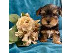 Yorkshire Terrier Puppy for sale in Boaz, AL, USA