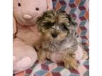 Yorkiepoo