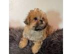 Brussels Griffon Puppy for sale in Saginaw, MI, USA