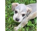 Schnauzer (Miniature) Puppy for sale in Ennis, TX, USA